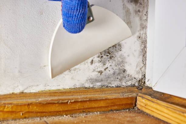 Asbestos and Lead Testing During Mold Inspection in Terre Du Lac, MO